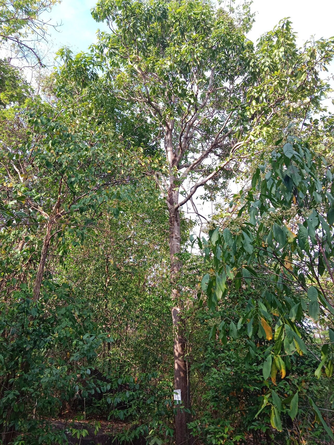 Mangifera caloneura habit