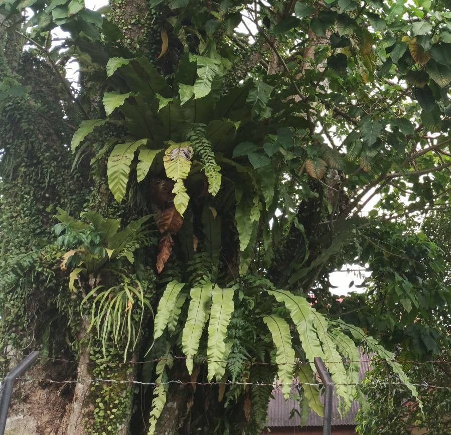 Ophioglossum pendulum leaf