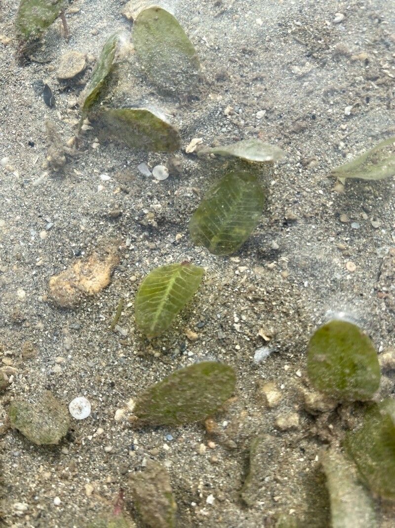 Halophila ovalis — related species from the same genus