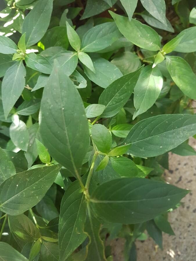 Ruellia bahiensis — search result for 'Ruellia'