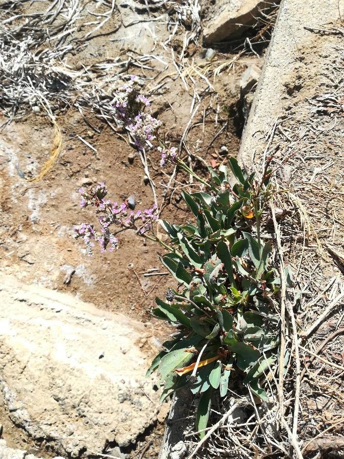 Limonium auriculiursifolium leaf