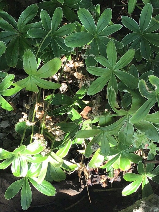 Alchemilla plicatula — houseplant care guide