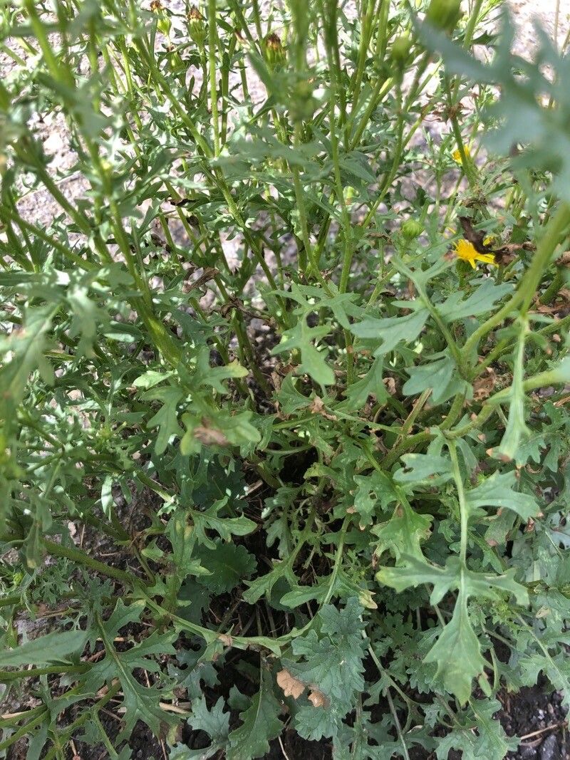 Senecio flaccidus — search result for 'Senecio'