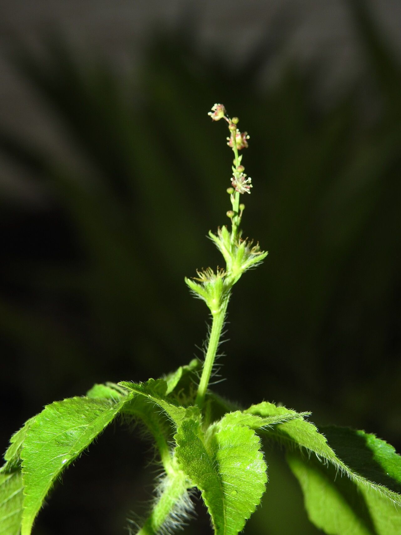 Astraea surinamensis flower