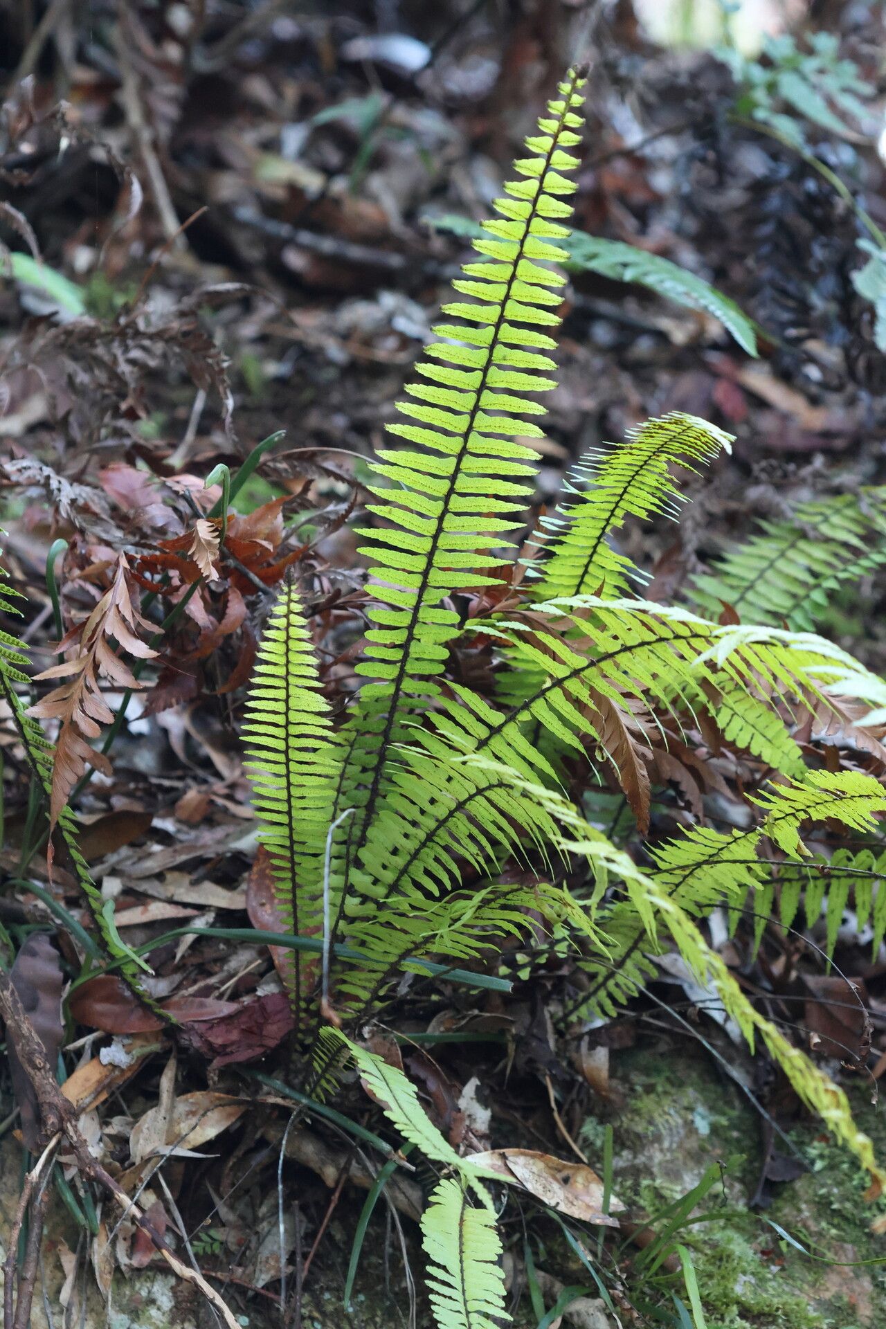 Asplenium pellucidum habit
