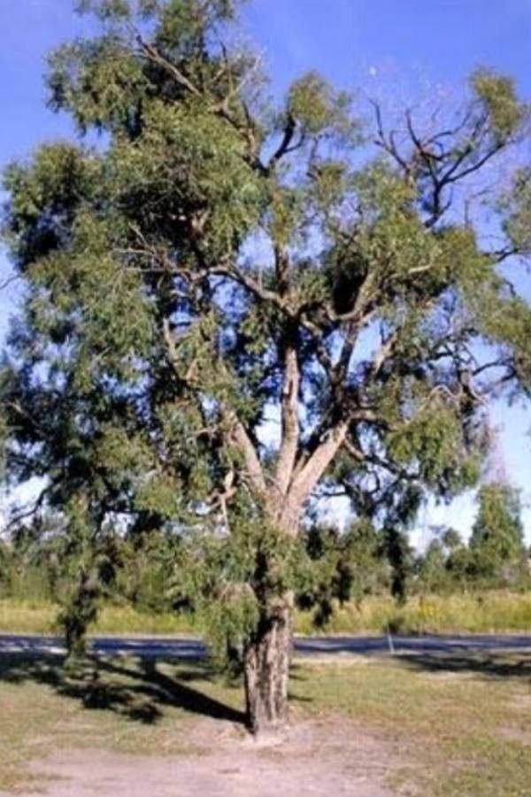 Angophora bakeri — related species from the same genus