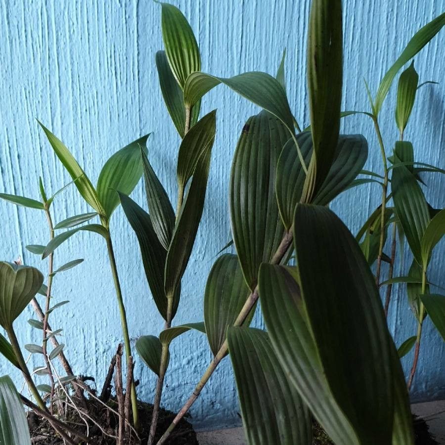 Sobralia leucoxantha — houseplant care guide