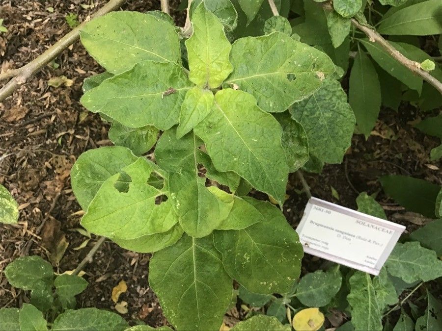 Brugmansia sanguinea — related species from the same genus