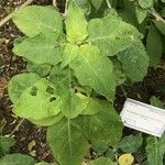 Brugmansia sanguinea
