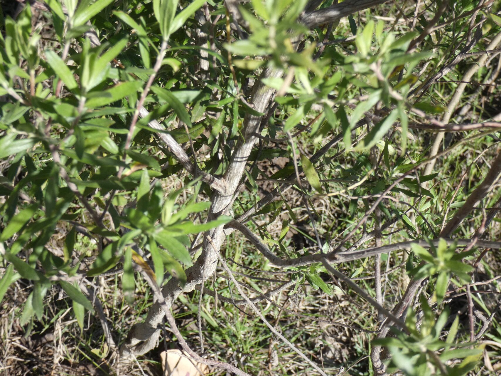 Baccharis dracunculifolia bark