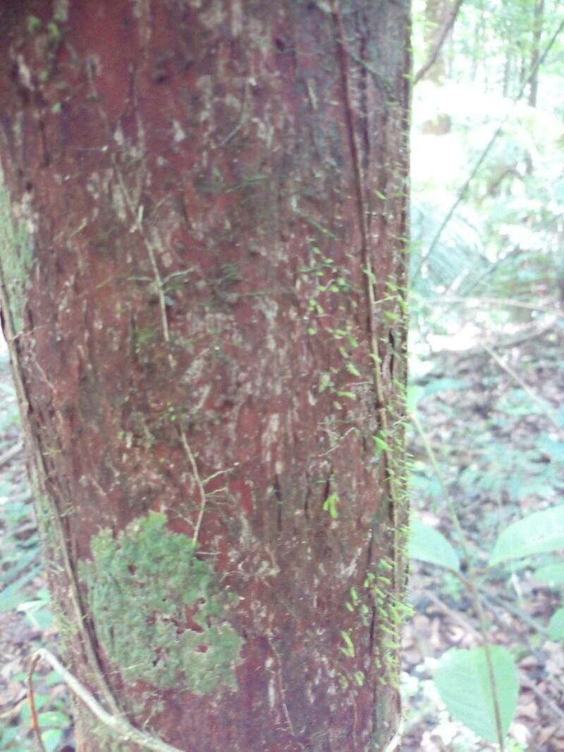 Pouteria hispida bark