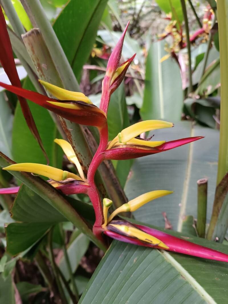 Heliconia meridensis — search result for 'Heliconia'