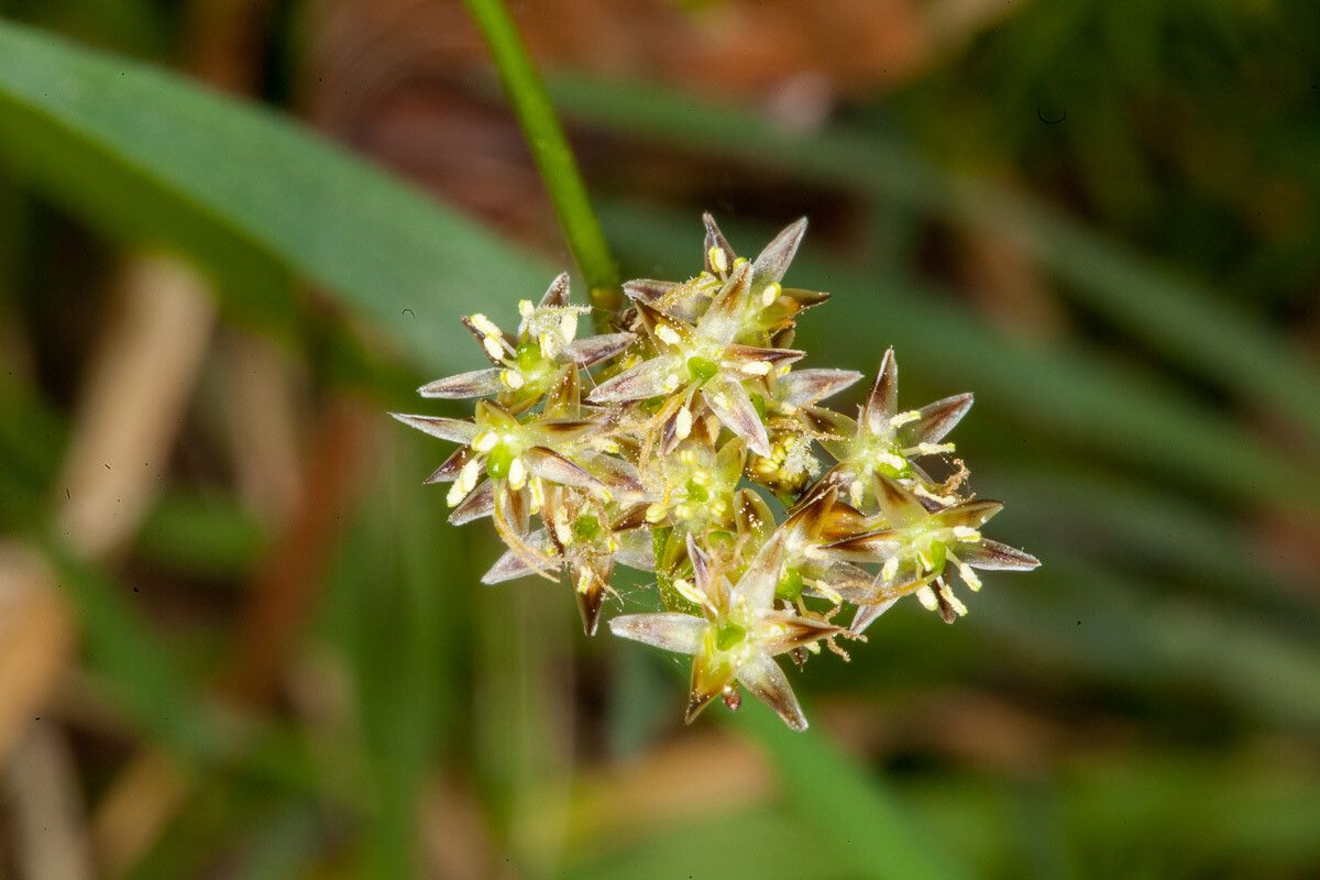 Luzula pilosa flower