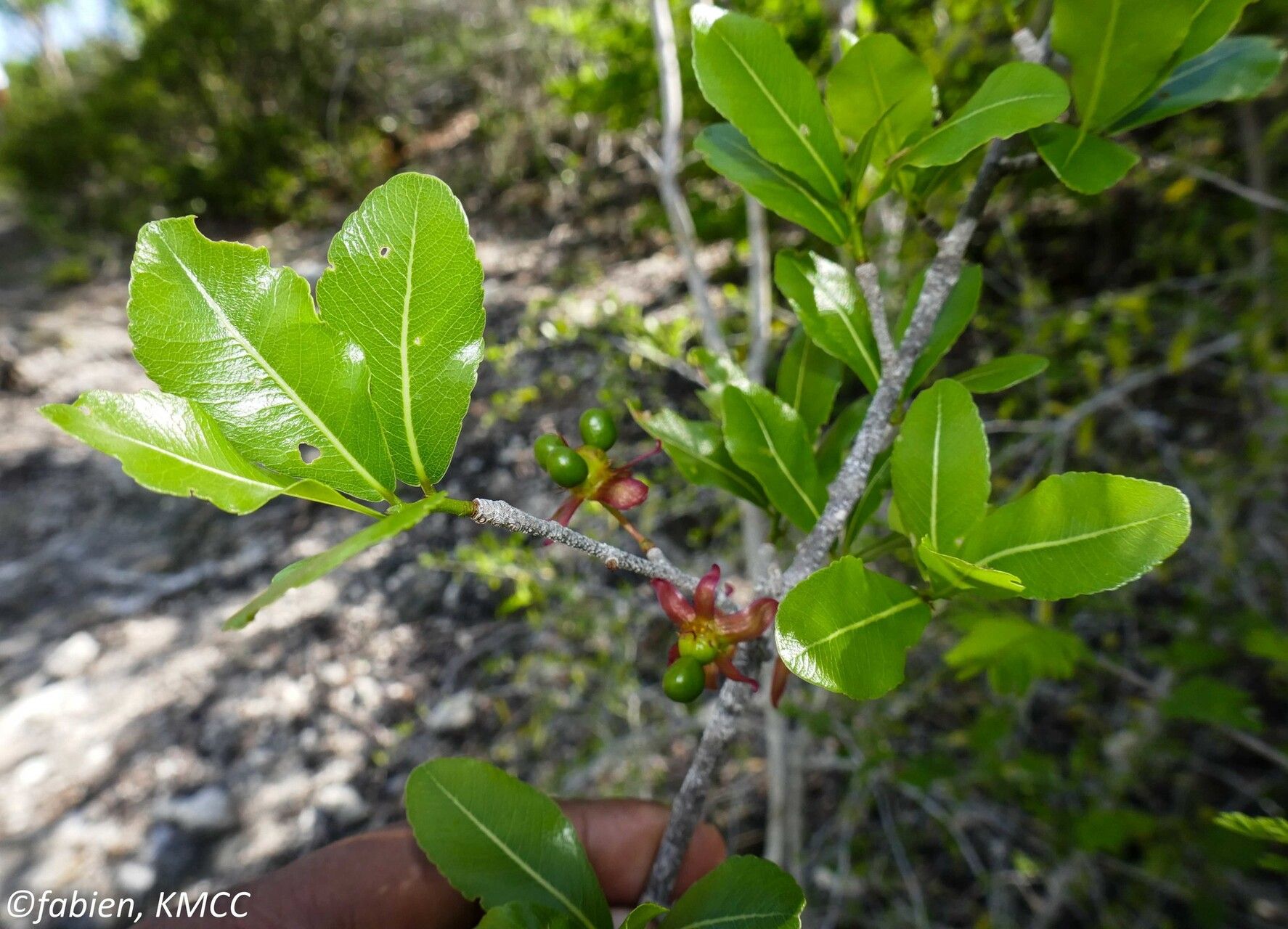 Ochna andravinensis fruit