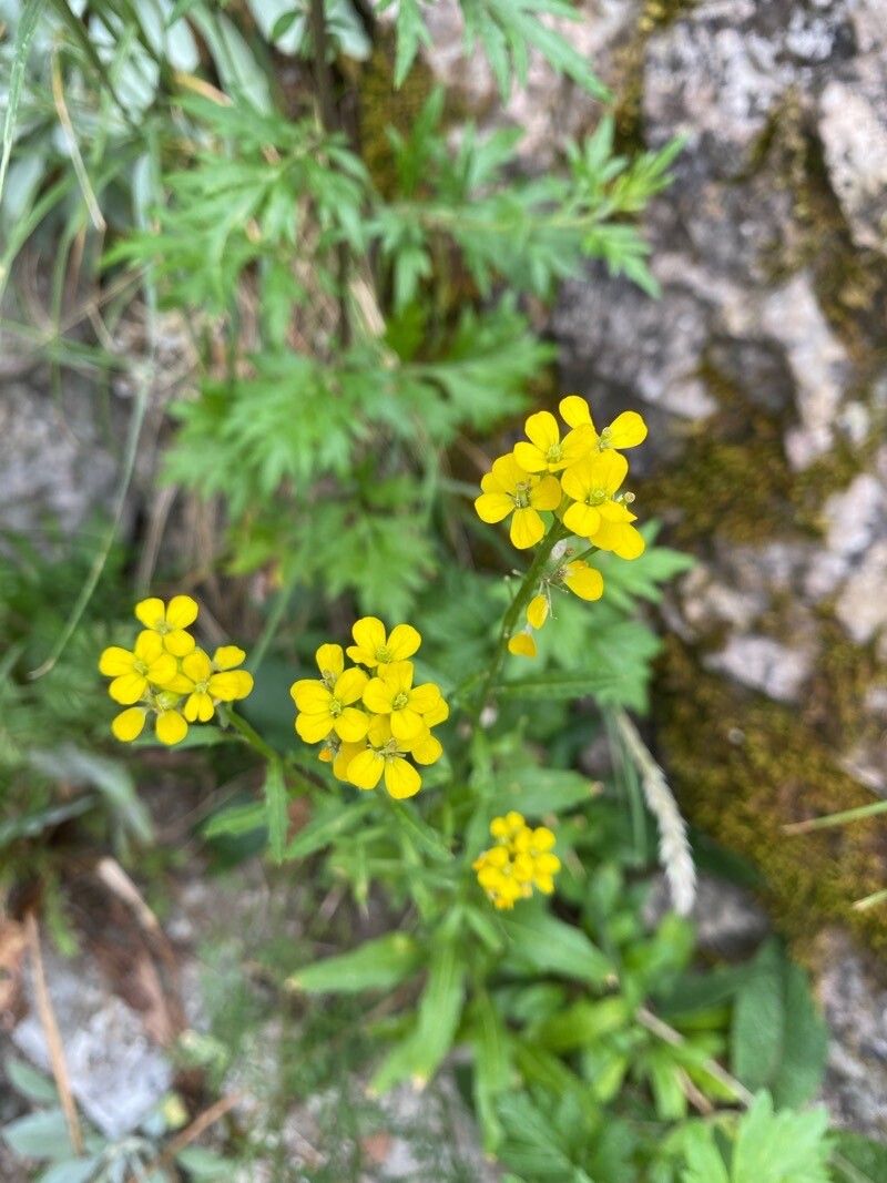 Erysimum hungaricum flower