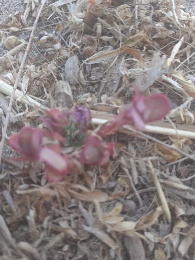 Rumex cyprius — houseplant care guide