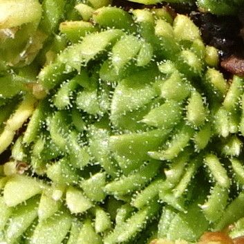 Saxifraga boussingaultii — search result for 'Saxifraga'
