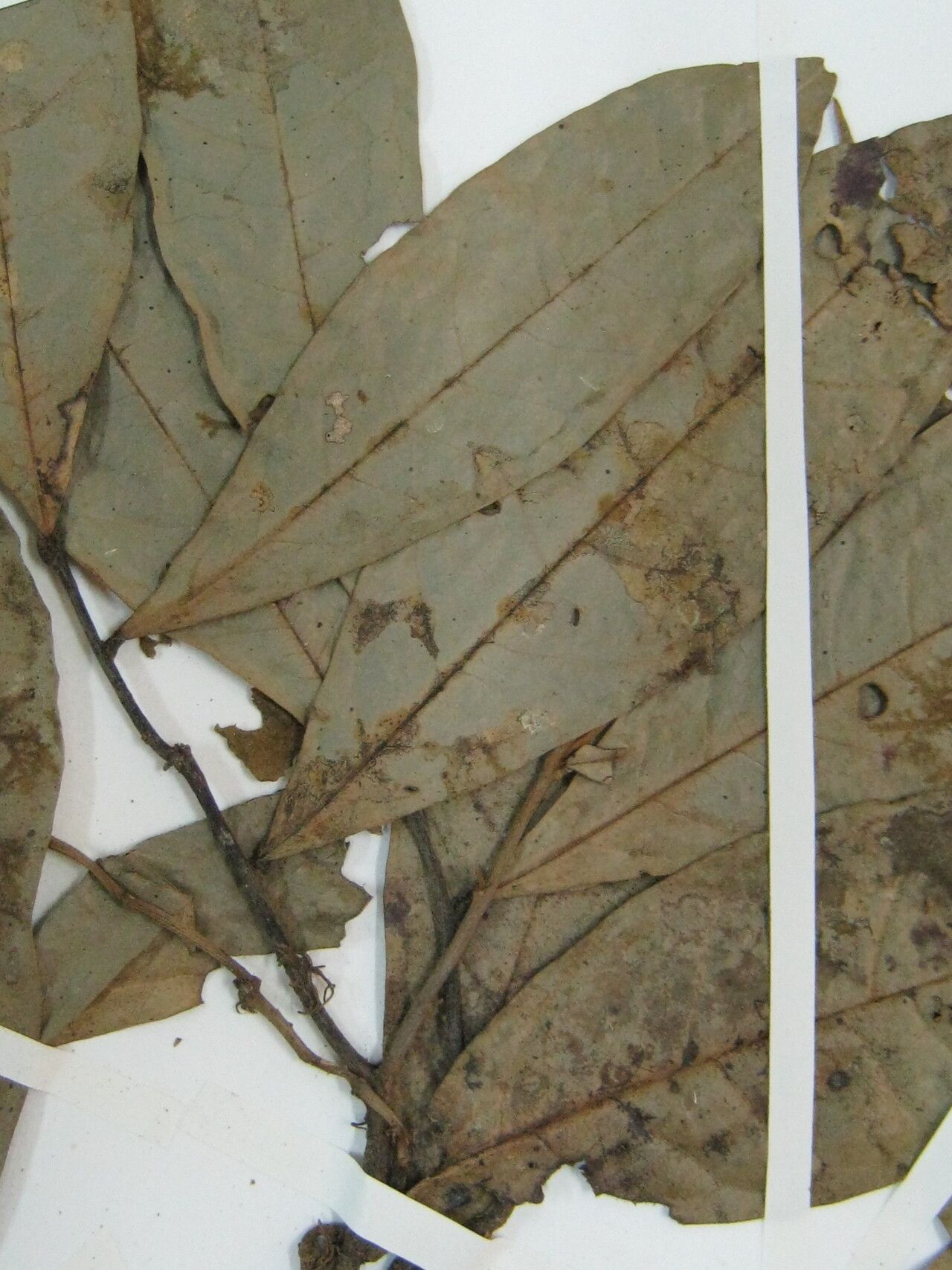 Duguetia paraensis other