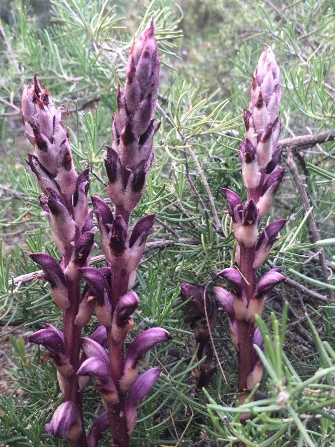 Orobanche latisquama — search result for 'Orobanchaceae'