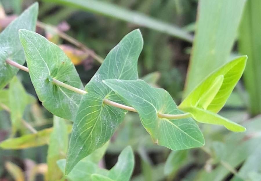 Hypericum caprifoliatum — search result for 'Hypericum'