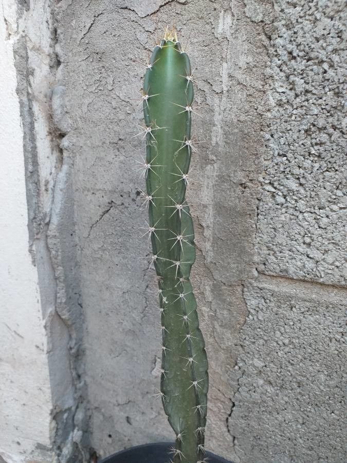 Harrisia fragrans — houseplant care guide