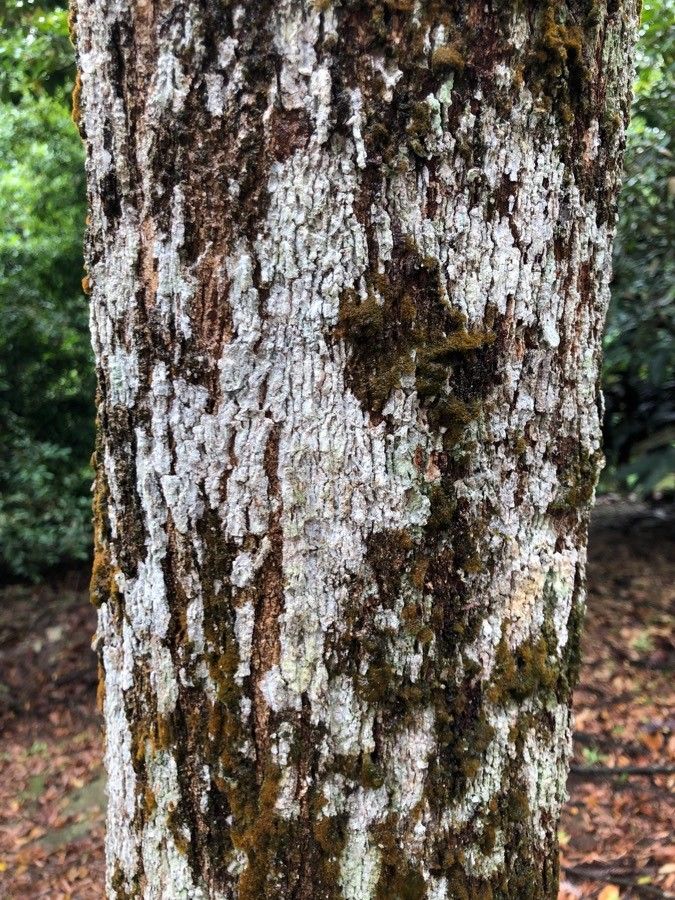 Hopea pubescens — search result for 'Hopea'