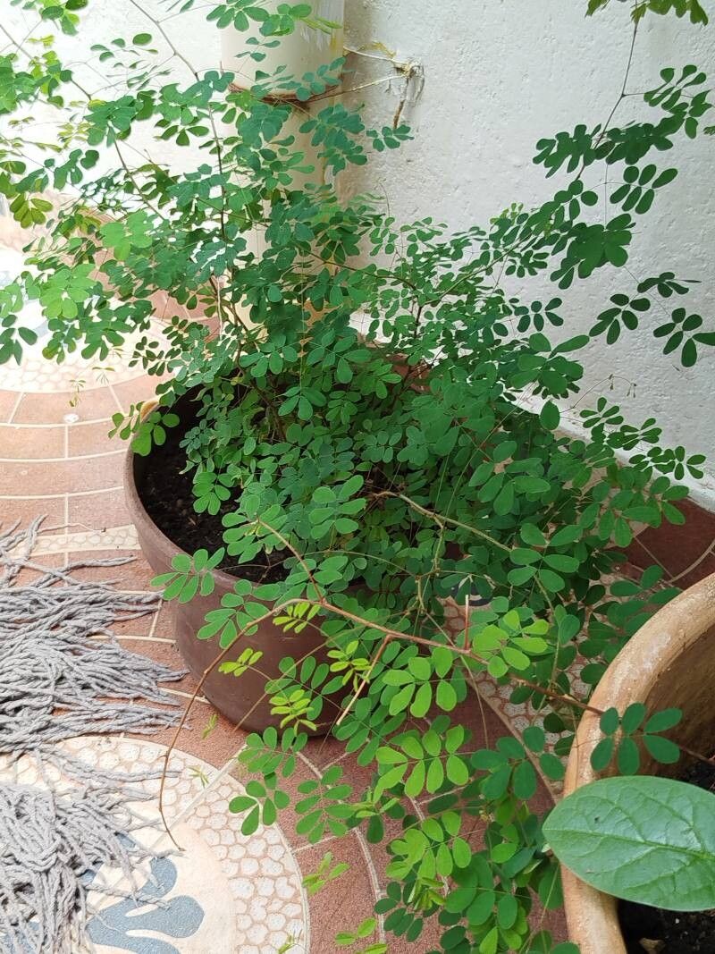 Libidibia punctata — related species from the same genus