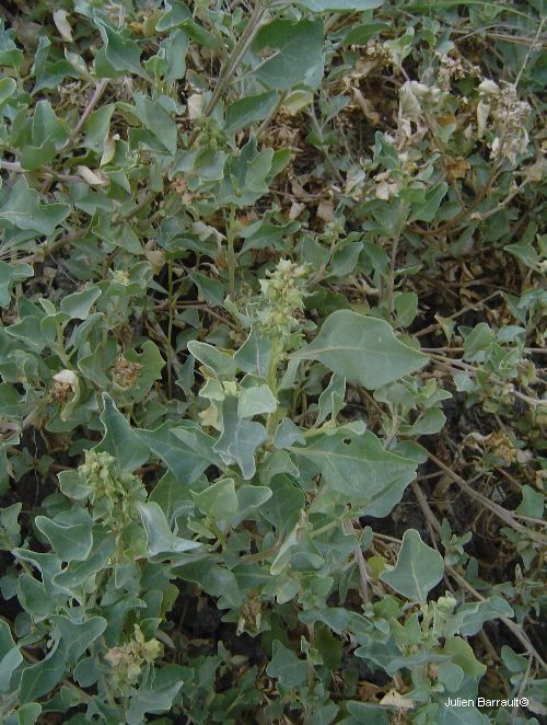 Atriplex jubata habit