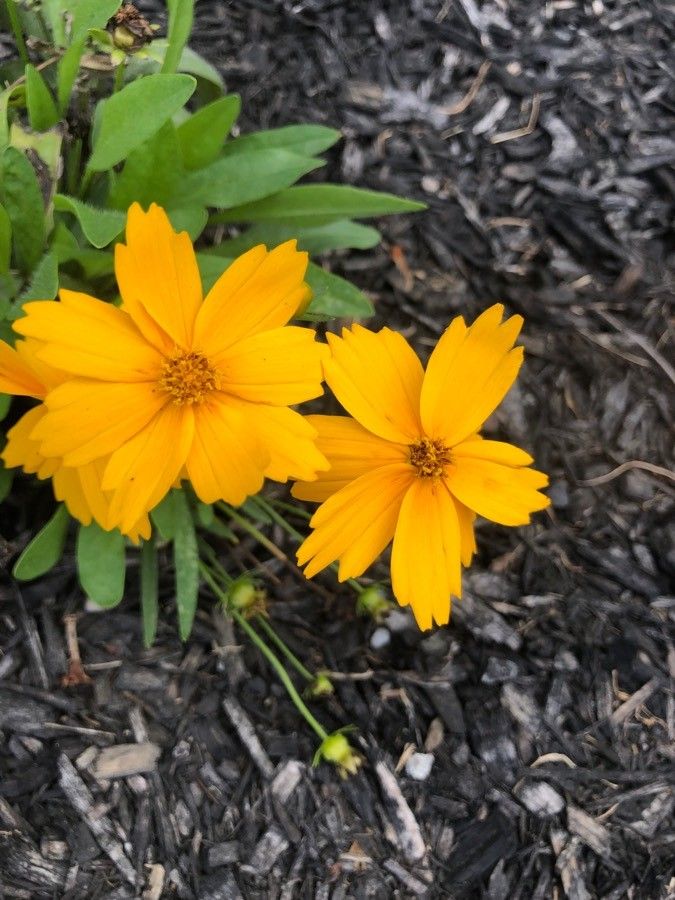 Coreopsis pubescens — search result for 'Central and southeastern United States'