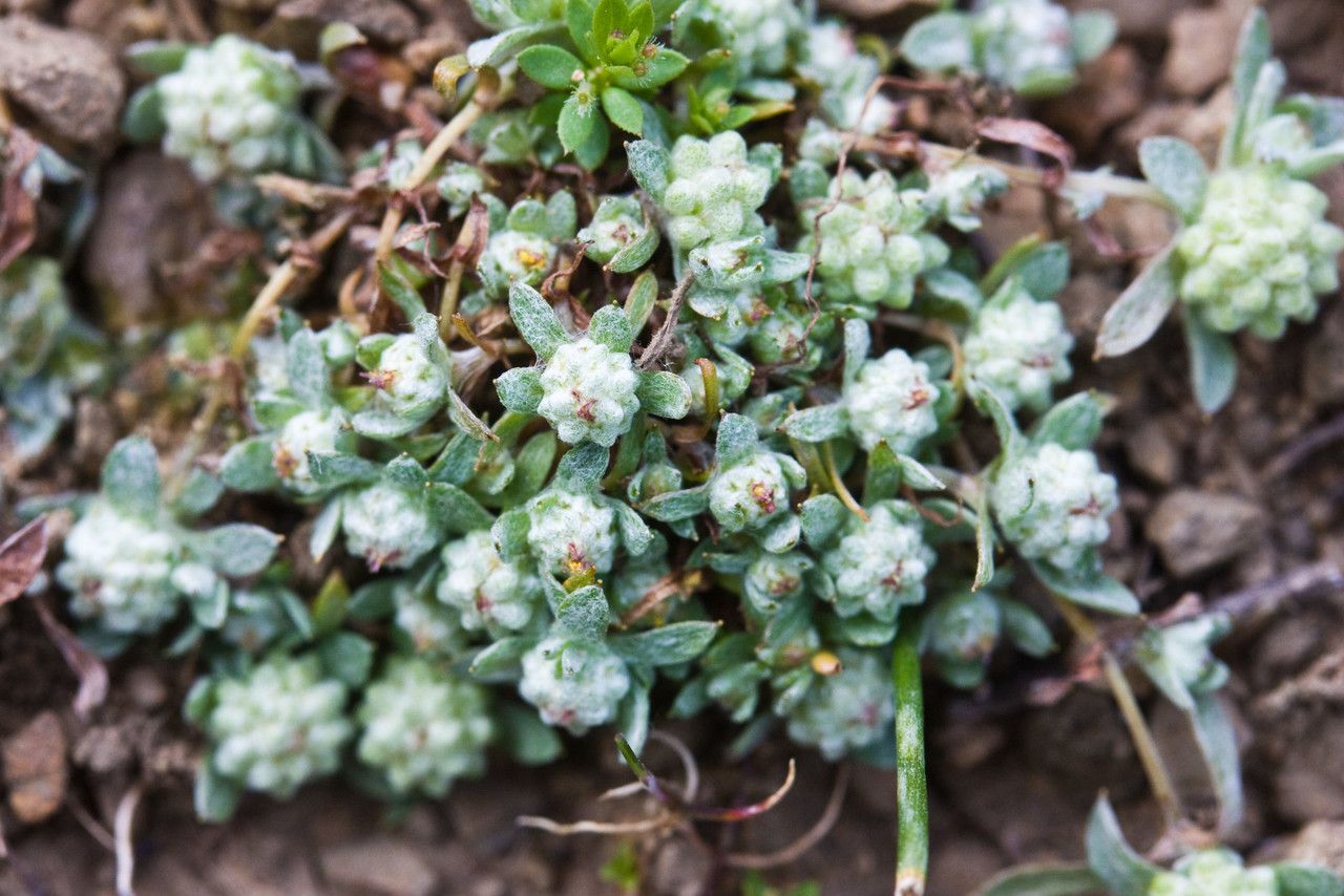 Psilocarphus tenellus flower