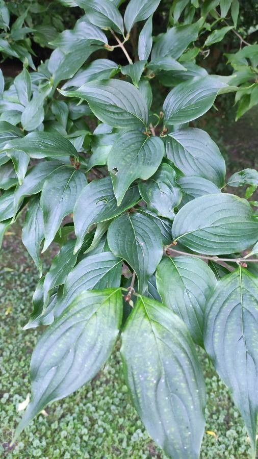 Cornus officinalis — cold hardy houseplant