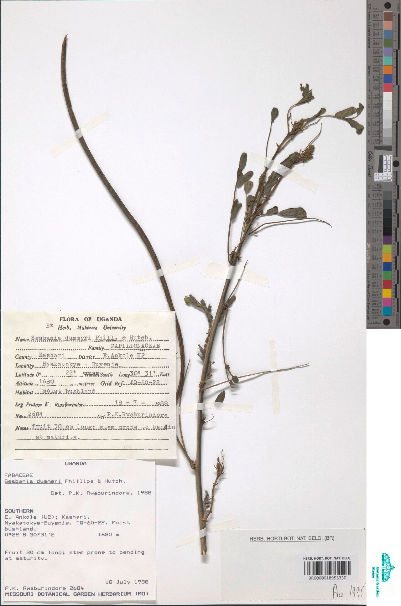 Sesbania dummeri — search result for 'Sesbania'