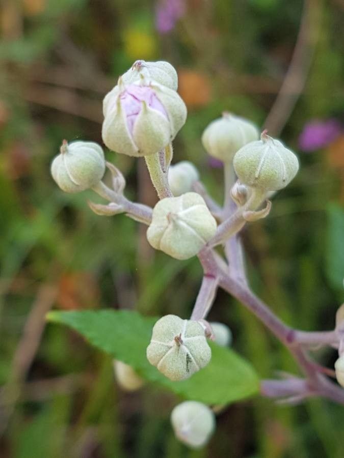 Omphalodes littoralis flower