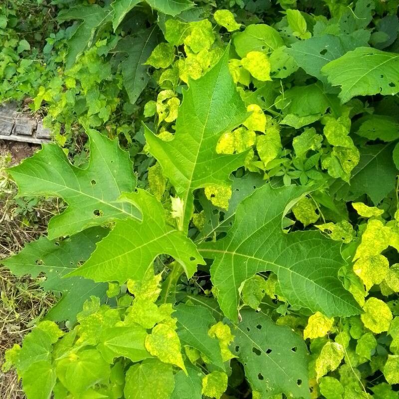 Verbesina fastigiata — related species from the same genus