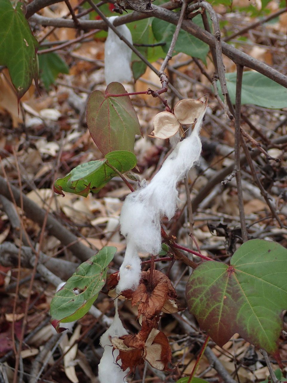 Gossypium sp.1 other