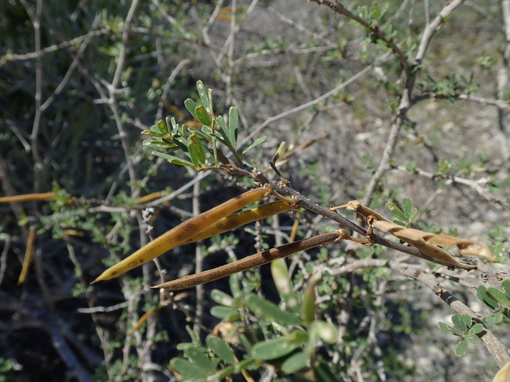 Tephrosia bibracteolata fruit