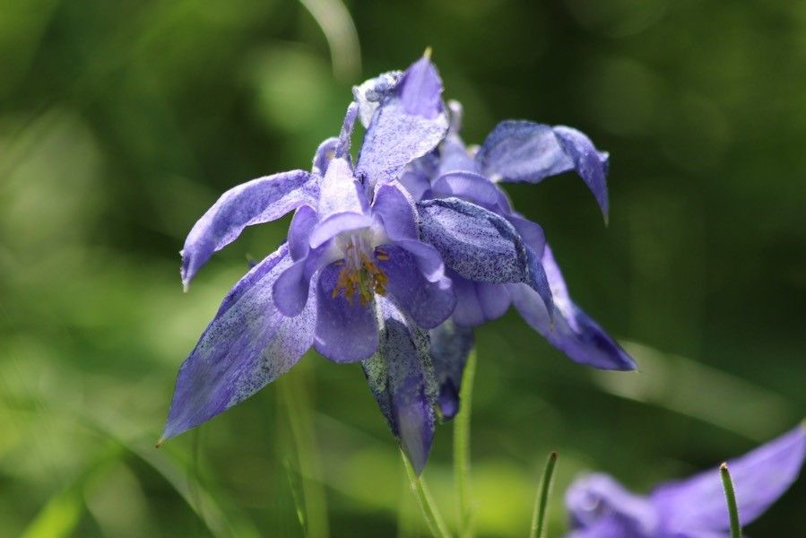 Aquilegia bertolonii flower