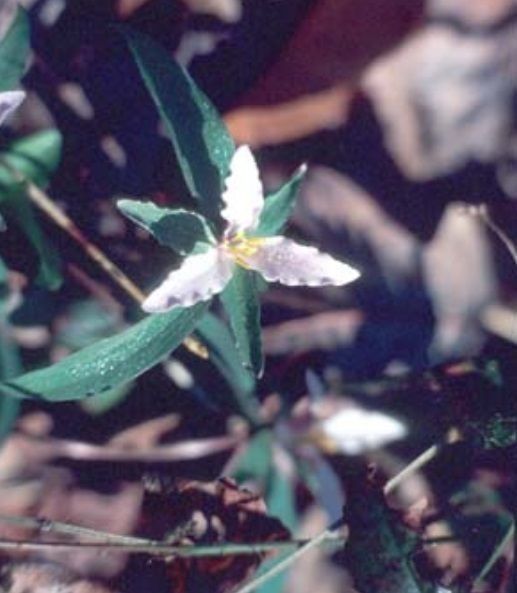 Trillium pusillum — search result for 'Trillium'