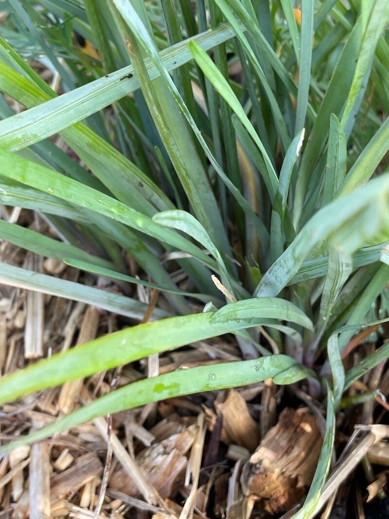Tulbaghia violacea — salt tolerant houseplant