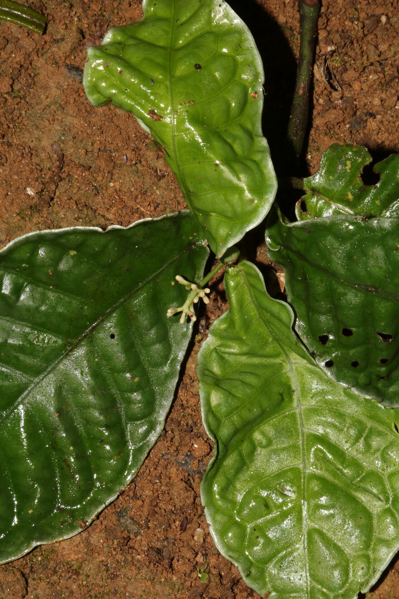 Psychotria brandneriana leaf