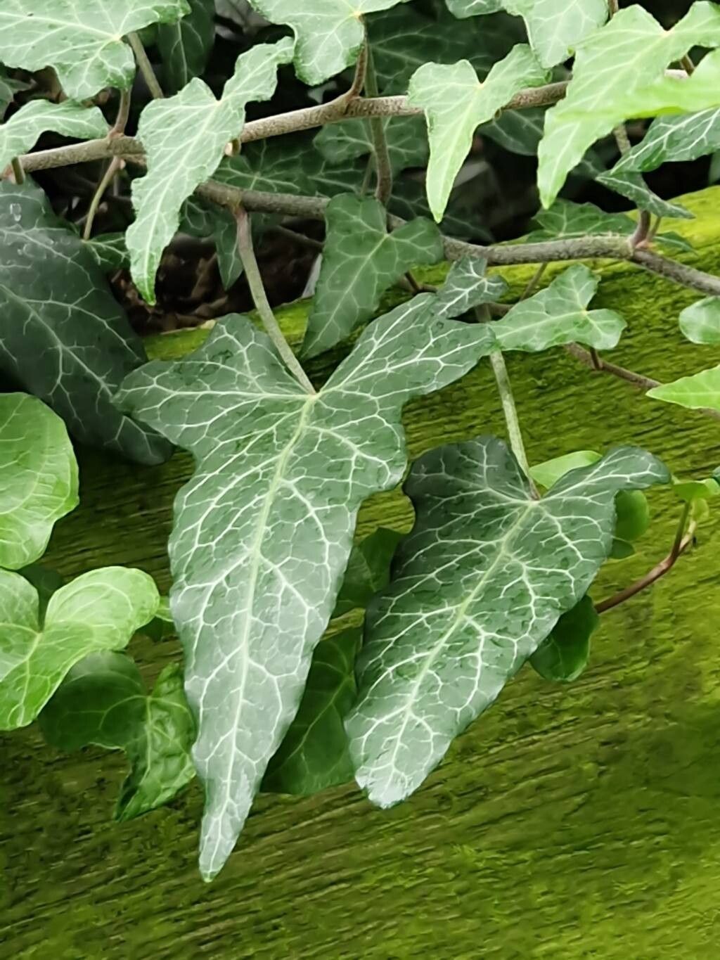 Hedera caucasigena