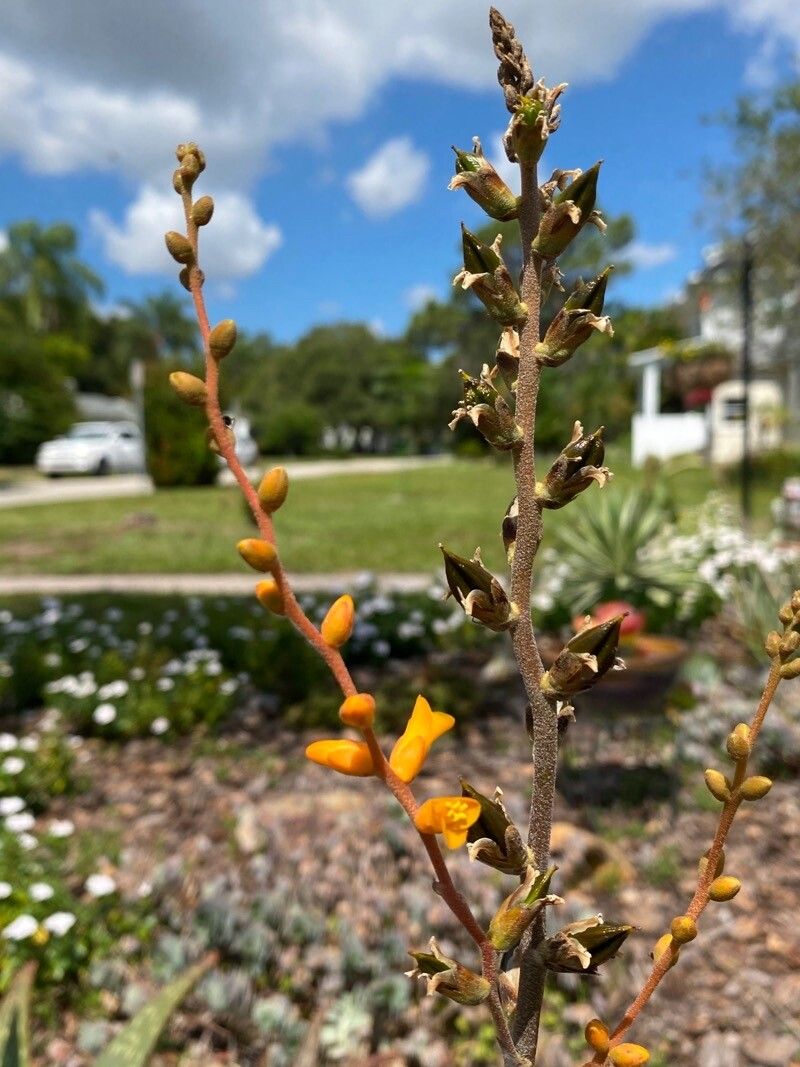 Hechtia glomerata flower