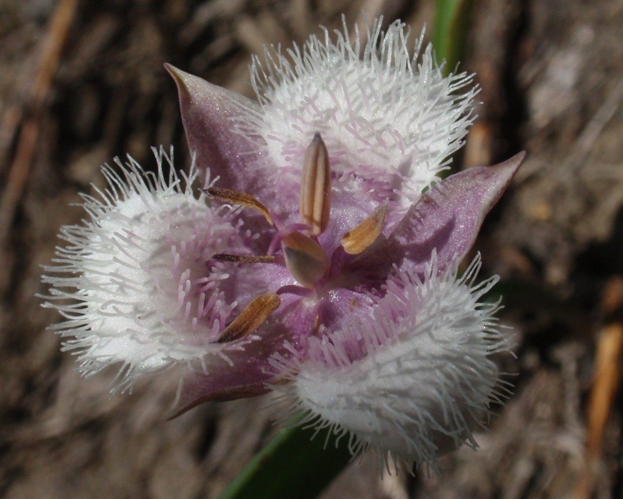Calochortus coeruleus — houseplant care guide