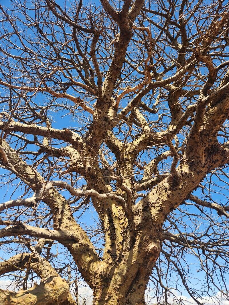 Erythrina melanacantha bark