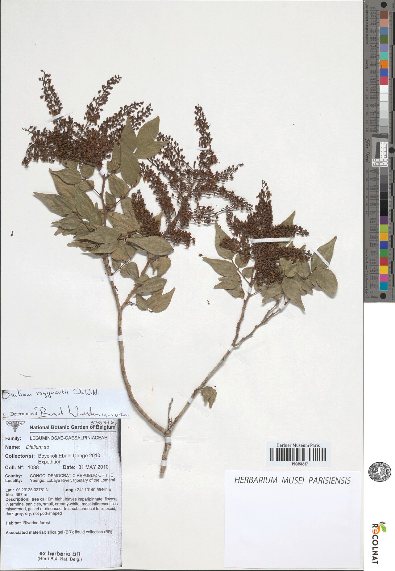 Dialium reygaertii — search result for 'Dialium'