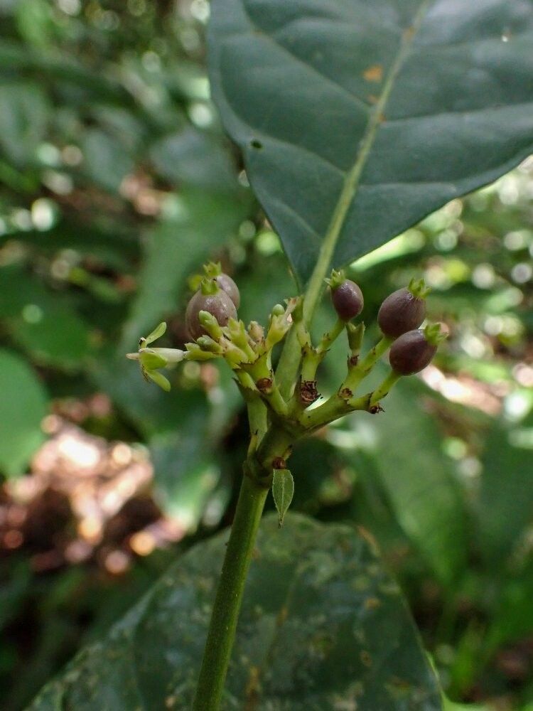 Pavetta crystalensis — houseplant care guide