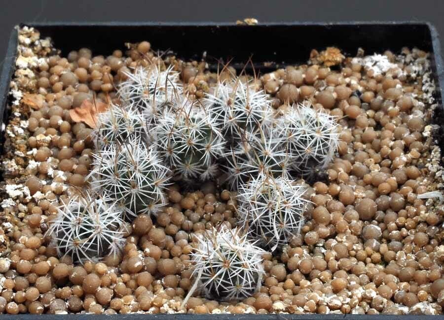 Sclerocactus mariposensis habit