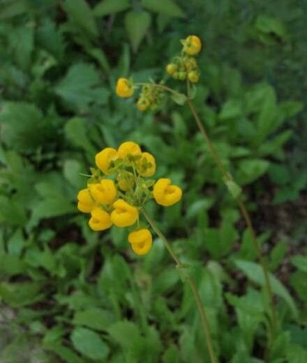 Calceolaria cavanillesii habit