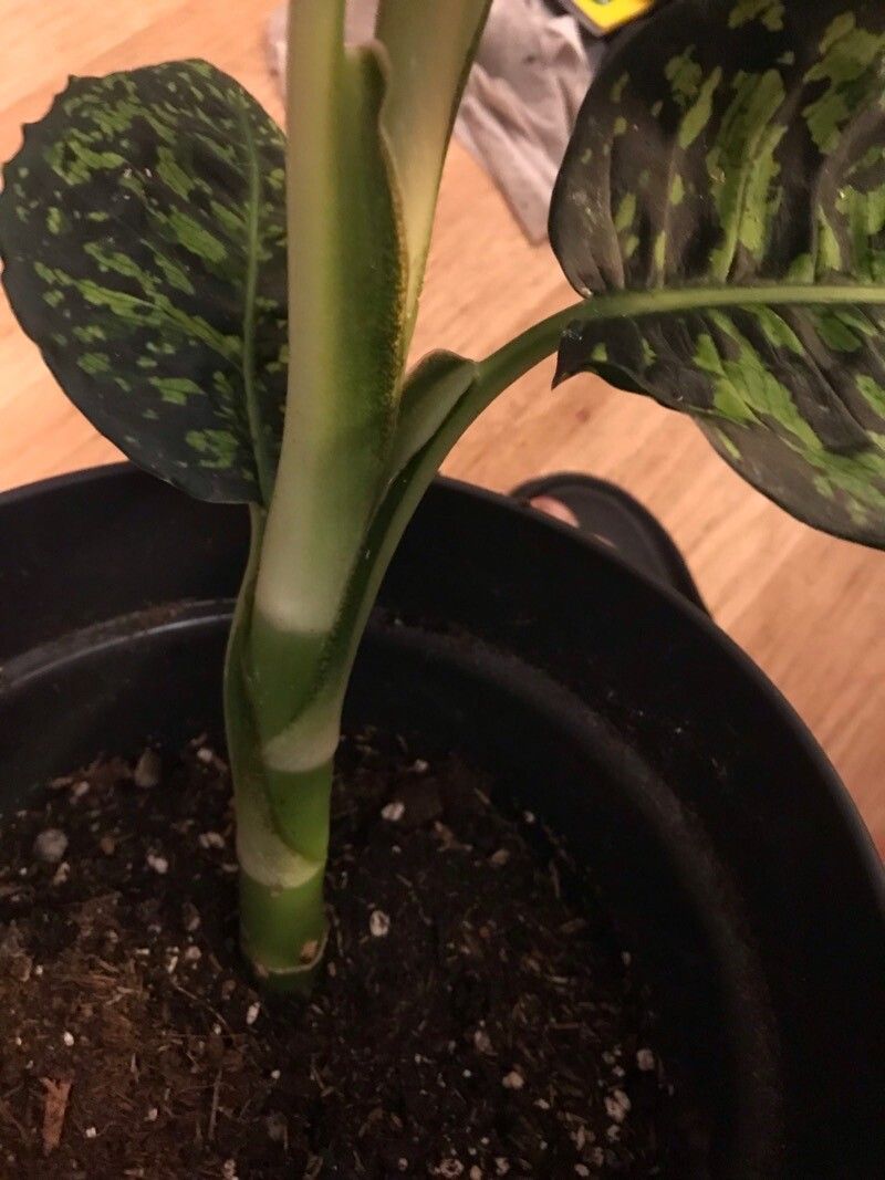 Dieffenbachia grayumiana bark