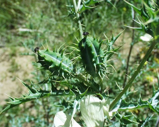 Argemone ochroleuca fruit